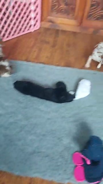 Merle and Chocolate Chihuahua Males in Derby