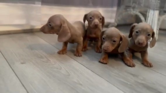 Miniature Isabella Tan Dachshund in Manchester