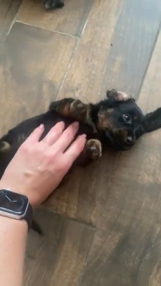 Miniature Dachshund Puppies in Kingston upon Hull