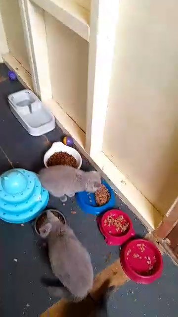 British shorthair kittens in Bradford