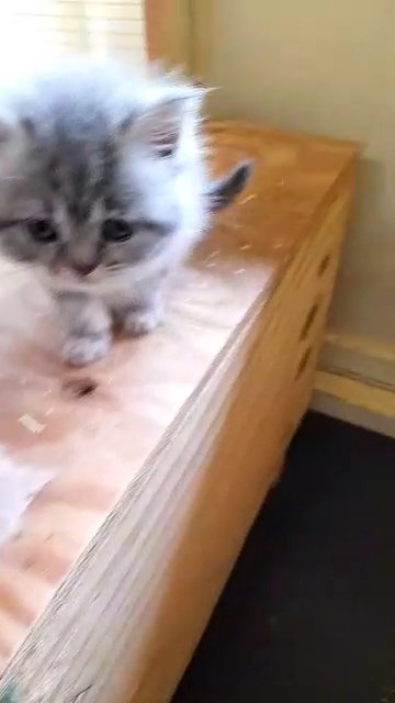 two male Scottish fold kittens in Bradford