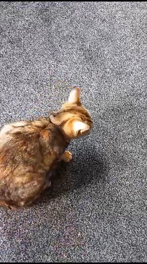 1 year old female cat in Redditch