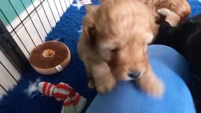 Miniature Schnoodle Puppies x 4 Girls in Corby
