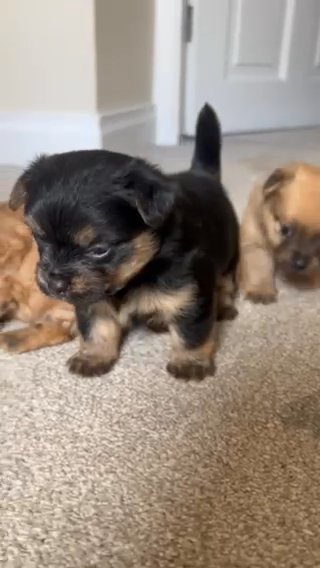 2girls Left £800 Ono Stunning 3/4 Pomeranian Puppies in East Hertfordshire