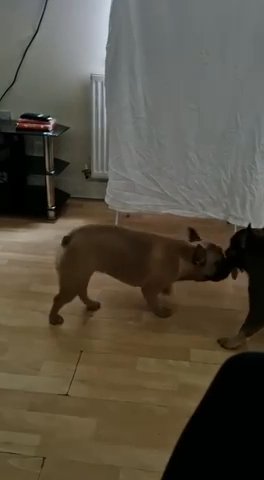 2 adult female frenchbulldogs in Birmingham