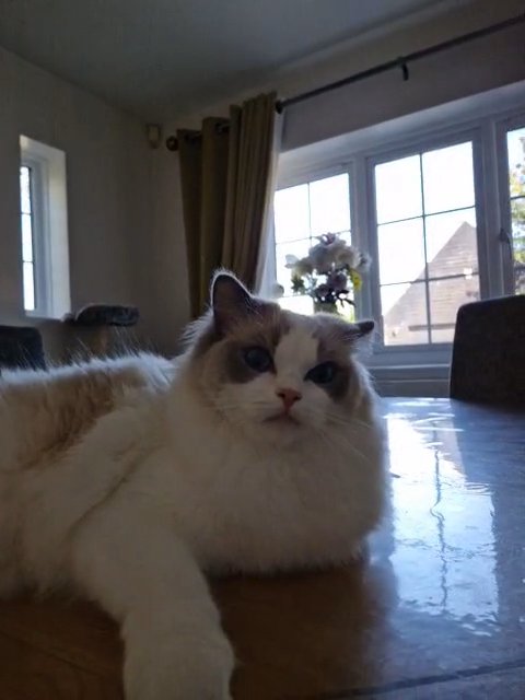 tica registered ragdoll kitten s in Colchester