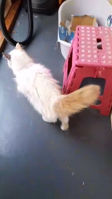 Ragdoll female 18mths old in Bradford