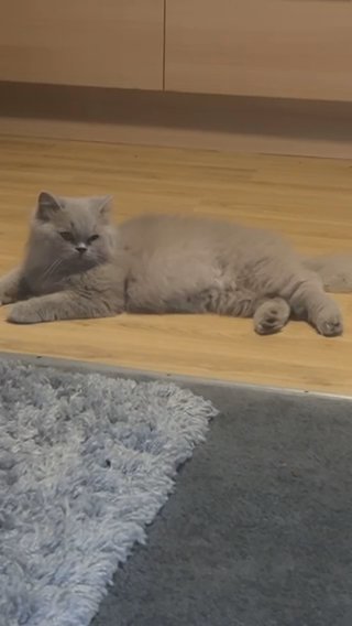 British Long haired Female in Sheffield