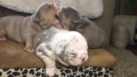 English Bulldog Kc Puppies READY NOW in South Holland