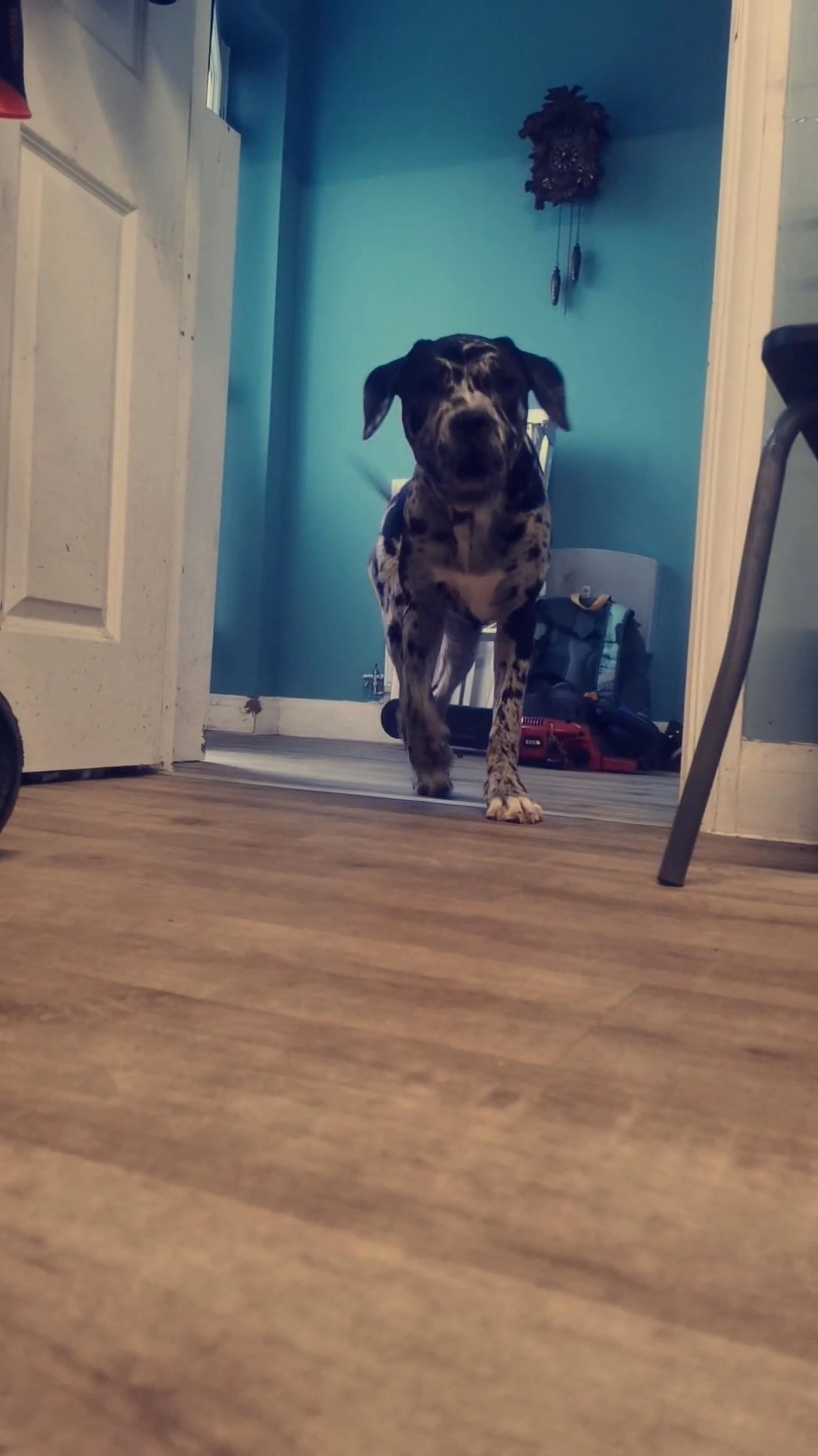 Cane corso cross xl bully in West Devon