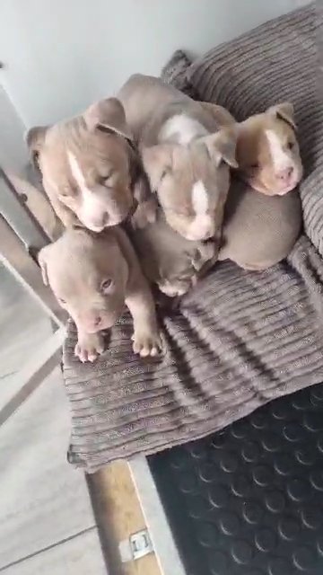 American Bully Puppies in Leicester