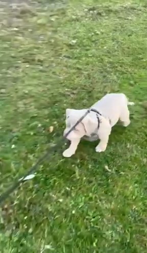 Pocket Bullys in Bournemouth