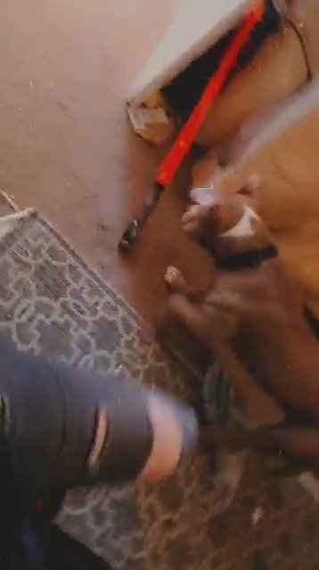 8 month old american bulldog in Blackpool
