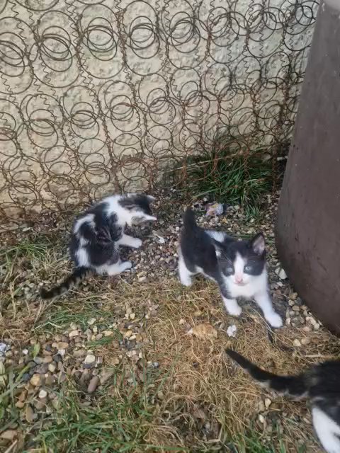 cats for 10£ looking for new home in Gravesham
