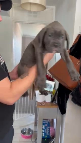 Cane Corso in Bournemouth