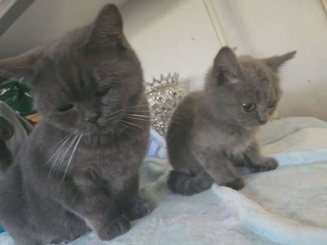 Female British Shorthair in Birmingham