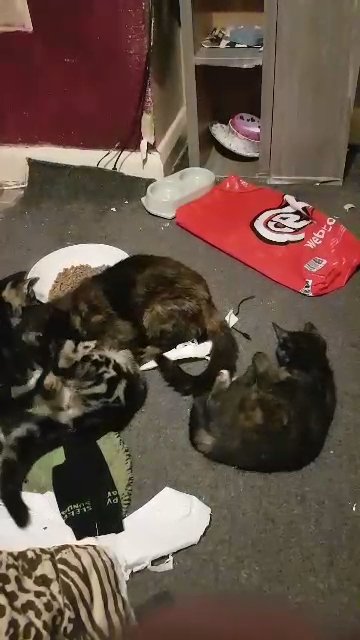kittens no time wasters in Mansfield