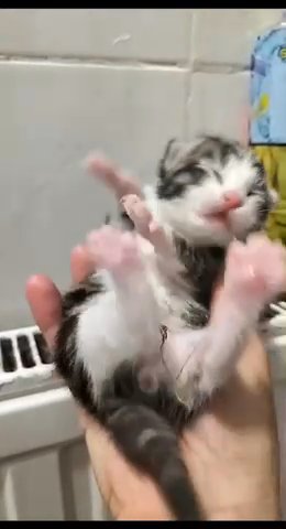Kittens For Sale in London
