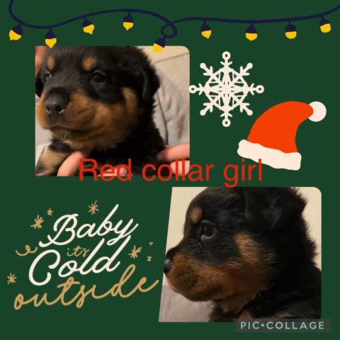 German Rottweiler Pups Full Pedigree For Sale in Dudley