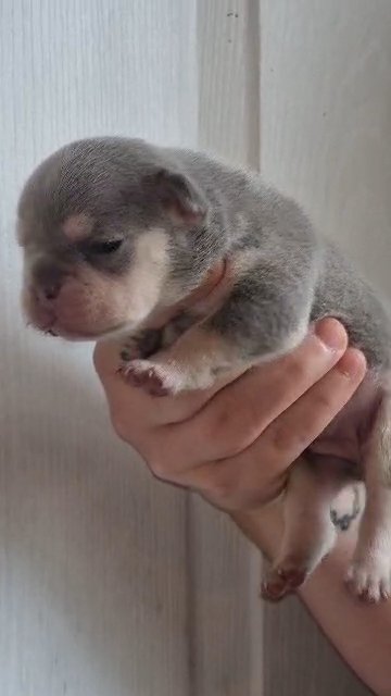 kc reg Lilac & tan frenchbulldog pupps in Sheffield