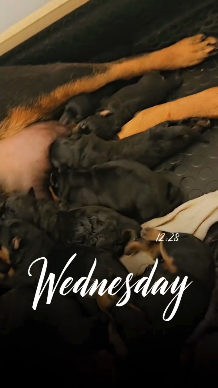 Rottweiler Pups Top Quality in Cardiff