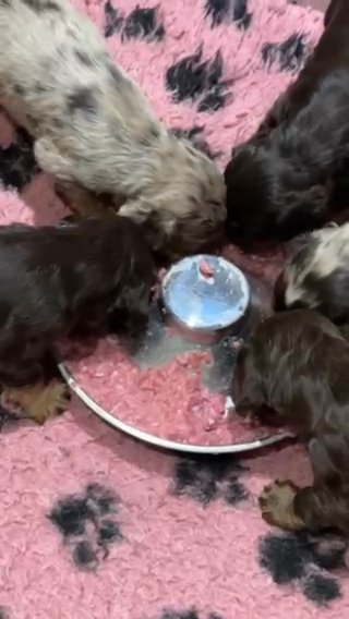 Cocker Spaniel Puppies in Birmingham