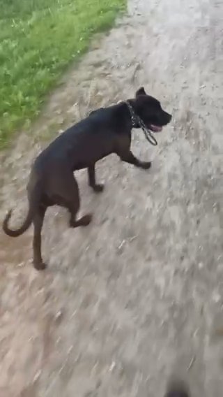FEMALE BANDOG in London