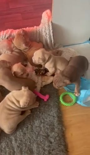 American pocket bullys amazing bloodline in Telford and Wrekin