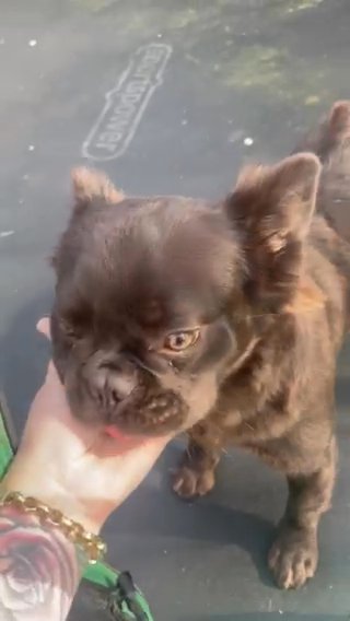 Fluffy Female Frenchbulldog in Cannock Chase