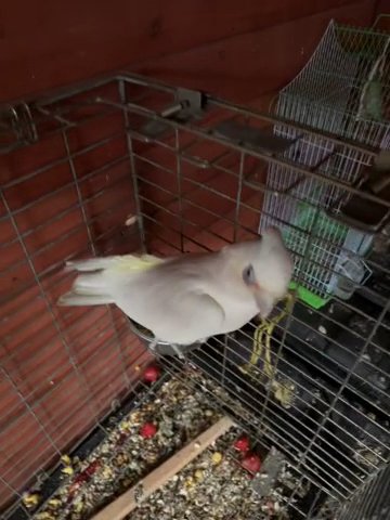 Long Billled Corella Cockatoo Hand Tame & Talking in Birmingham