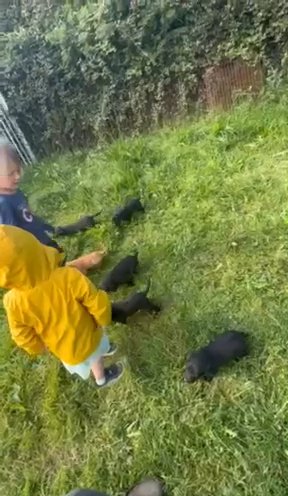 KC Reg Labrador Puppies in Anglesey