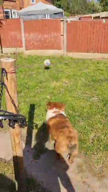 Fluffy English Bulldog Stud in Preston