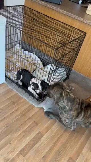 Female Alapaha blue blood bulldog in Walsall