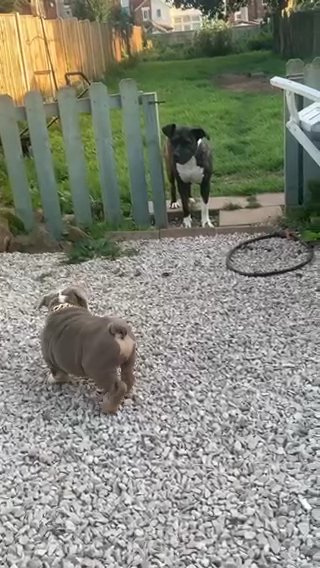 English Bulldog in Nottingham