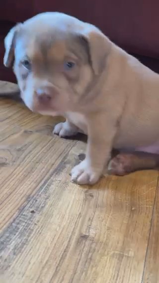 American Bully Puppy’s 🐶 in Cardiff