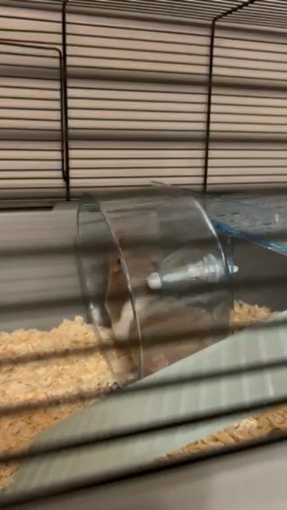 Hammy Syrian Hamster in London
