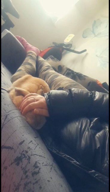 hazelnut needs rehoming in Luton