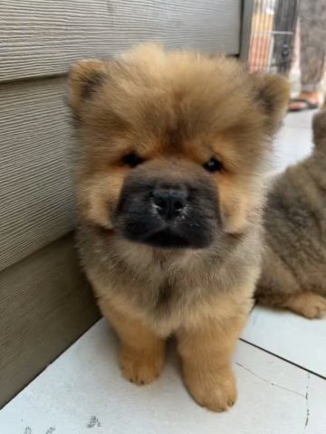 Chow Chow Puppies in London