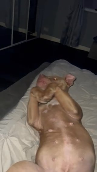 Female Pocket Bully ABKC reg in North East Lincolnshire