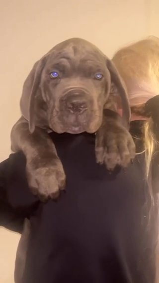 Cane Corso in Swindon