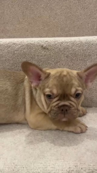 Fluffy Carriers New Shade Fawn French Bulldogs in Manchester