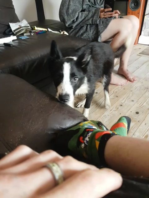 border collie in Mansfield