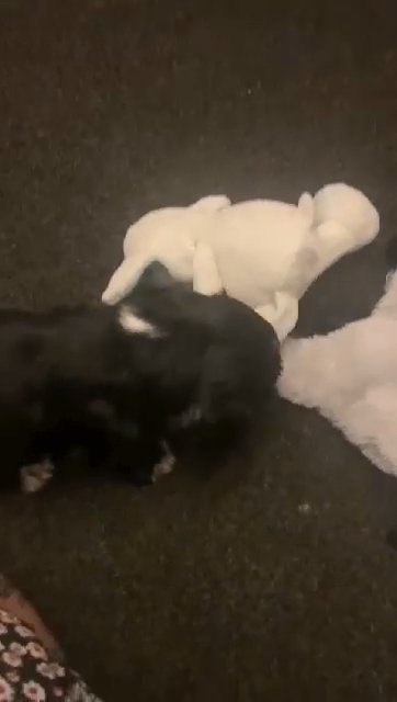 KC Working Cocker Spanial - Male - Black with White Markings in Wakefield