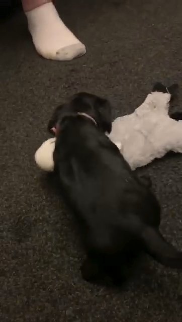 KC Working Cocker Spaniels - Female - Black coat (Pink Collar) in Wakefield