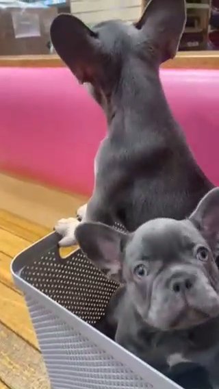 ONLY TWO PUPS LEFT..STUNNING FRENCH BULLDOG in Manchester
