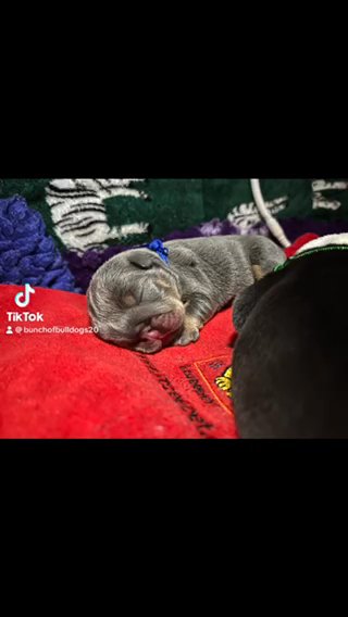 English Bulldog Boy Full Suit Blue in Derby
