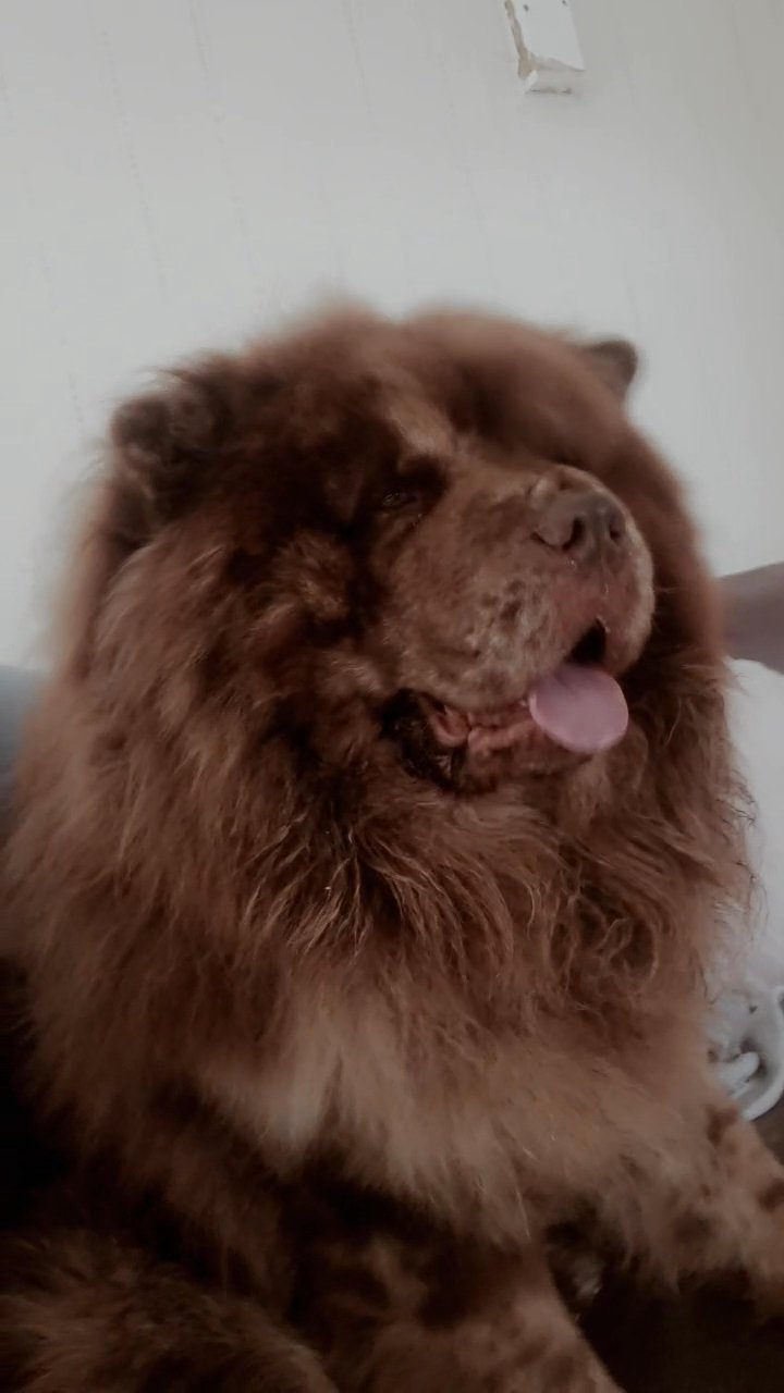 Merle chow chow puppies for best sale sale