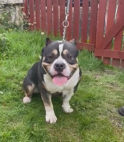 Pocket Bully Male For Stud in Rhondda Cynon Taf