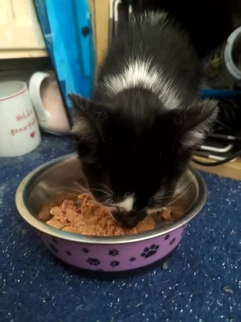 beautiful kitty in Leeds