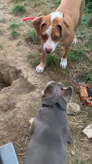 7 Month Old Xl American Bully in Doncaster